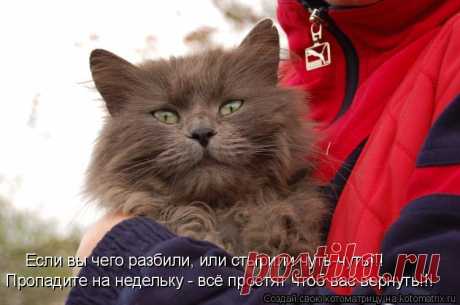 Котоматрица: Случайные котоматрицы