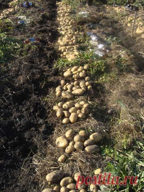 Способ возделывания картофеля на одном поле — 6 соток