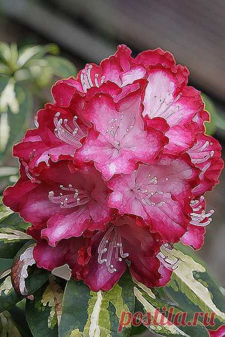 Rhododendron | Flowers