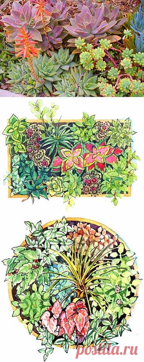 Горшечные композиции из комнатных растений. Горшечный садик. | Любимые цветы