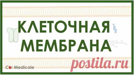 Клеточная мембрана: холестерин, белки-транспортеры, гликопротеины, гликолипиды Поставив лайк, оставив комментарий или рассказав друзьям об этом видео, вы очень поможете развитию канала и выходу следующих роликов! Клеточная мембрана — эл...