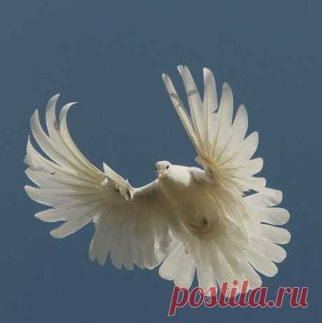 Серпастые (Очаковские) голуби: описание породы, полёт, фото