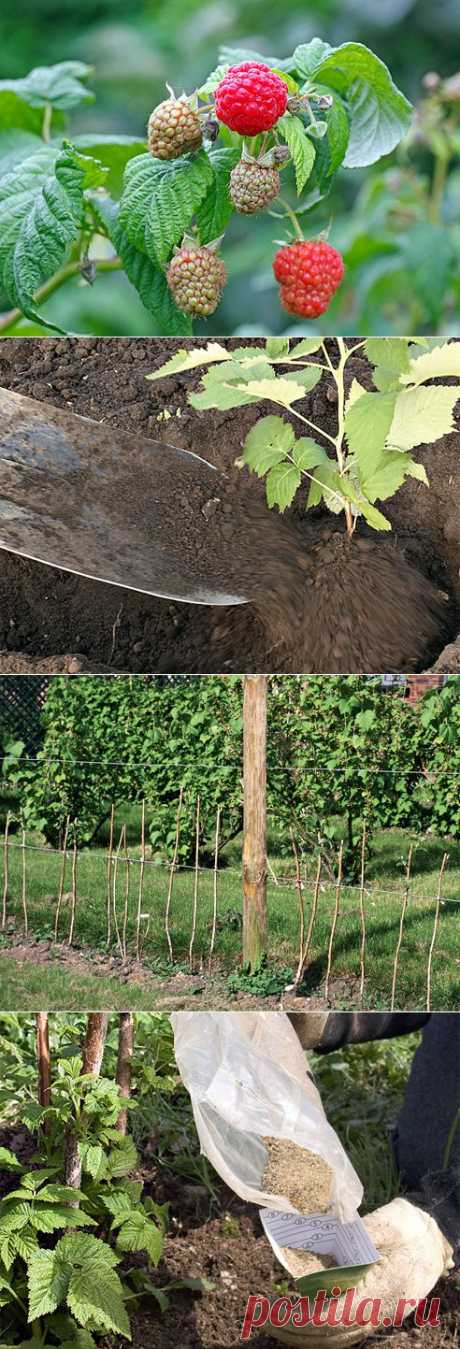 Выращиваем малину: почва, полив, подкормки на Supersadovnik.ru