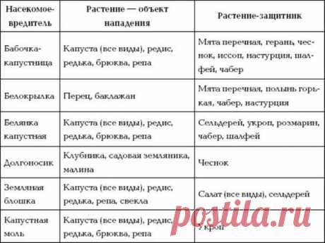 Сажаем с умом. Экономим не только место и время, но и получаем защиту от полезных соседей. 

Существуют проверенные схемы посадки, которые позволяют занять всю землю и кроме того, получить с одной грядки аж 4 урожая.Вот несколько вариантов таких грядок: 

Огурцы с укропом. 
Показать полностью…