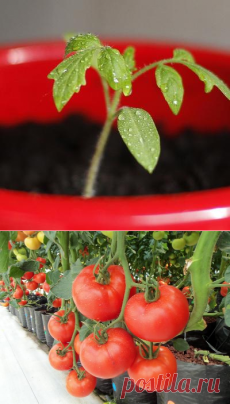 Технологии выращивания помидоров. Размышления об опыте известных огродников