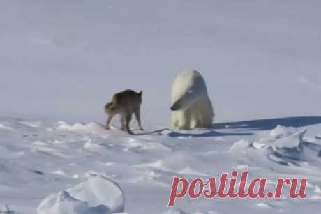 Вышедшего к полярной обсерватории белого медведя сняли на видео. К крупнейшей гидрометеорологической полярной обсерватории «Ледовая база Мыс Баранова» в Арктике вышел белый медведь. Его сняли на видео. На кадрах видно, что вышедшего к людям медведя отгоняет специально обученная собака. Предполагается, что к людям за пищей вышел молодой медведь.