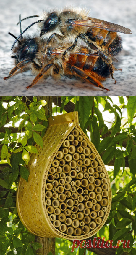 Mason Bee House - Attract Nature's Best Non-Stinging Pollinators To Your Garden - The Green Head