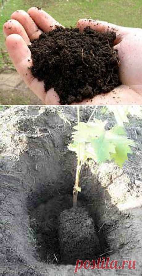 Как подготовить почву для посадки винограда | Дача - впрок