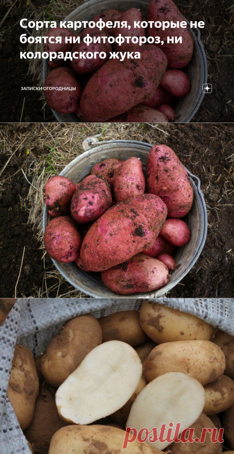 Сорта картофеля, которые не боятся ни фитофтороз, ни колорадского жука | Записки огородницы | Яндекс Дзен