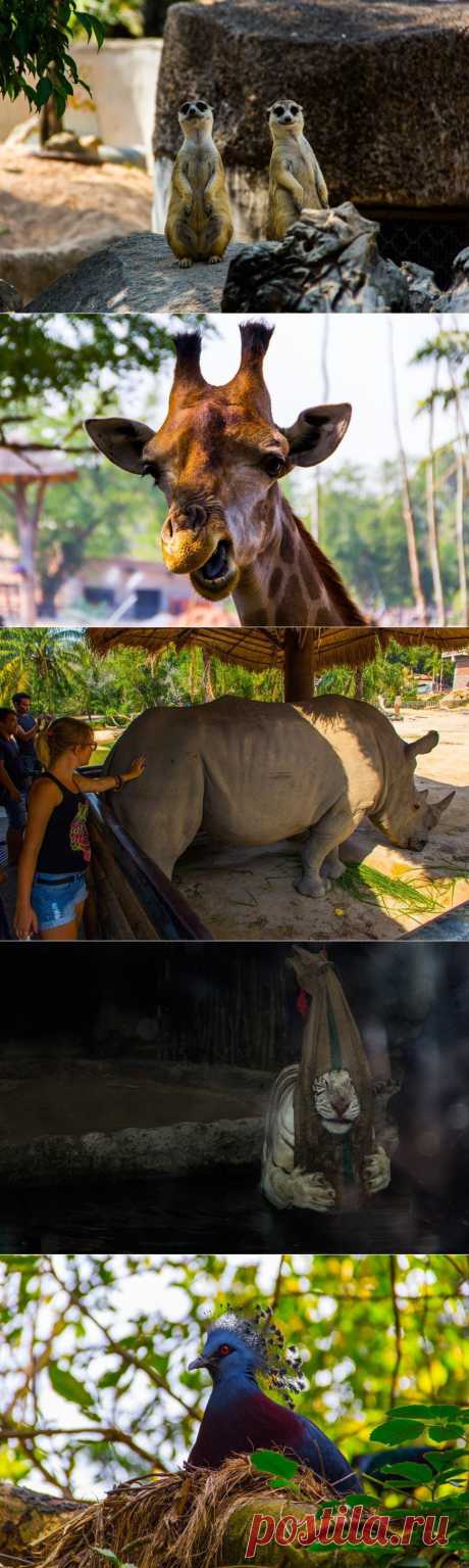 Зоопарк Кхао Кхео | Достопримечательности Таиланда