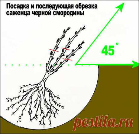 (82) Одноклассники