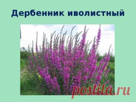 Дербенник иволистный (Lythrum salicaria) и прутовидный (Lythrum 
virgatum)