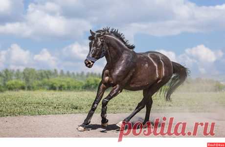 Фото: Конь. Фотограф Сан Саныч. Спорт - Фотосайт Расфокус.ру