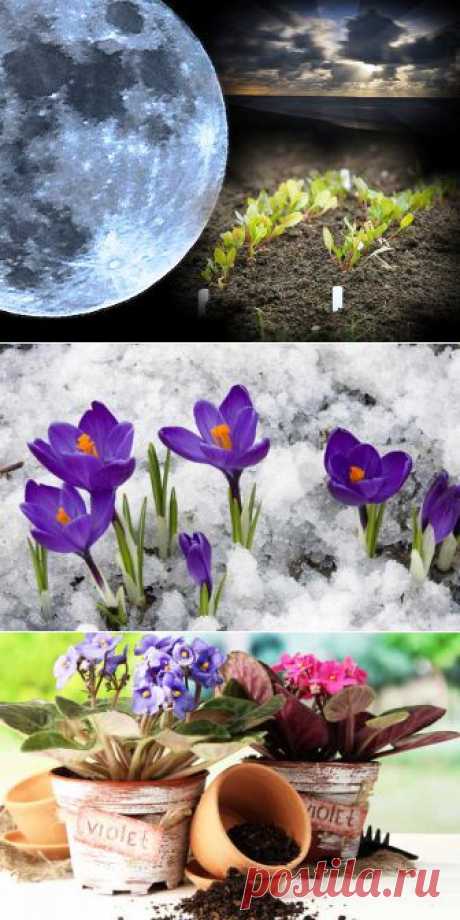 Лунный календарь для растений на март 2015 | 6 соток
