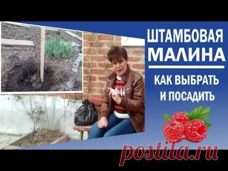 Штамбовая малина. Малиновое дерево Посадка