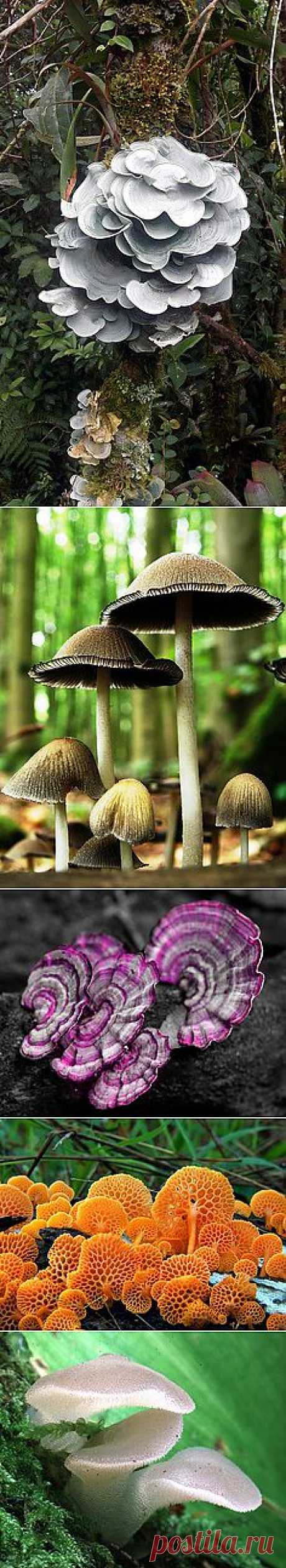 Paddenstoelen