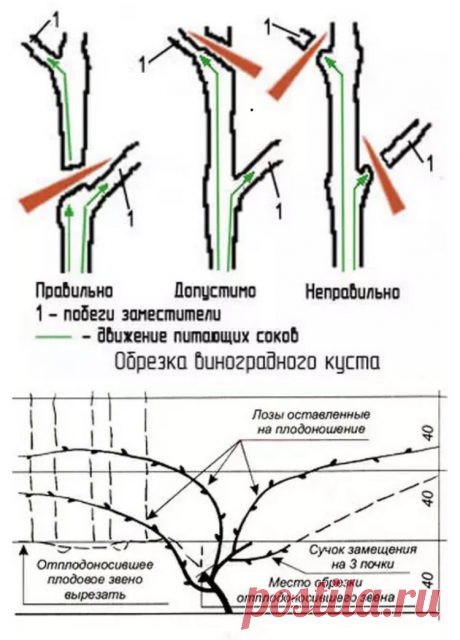 Как и когда правильно обрезать виноград