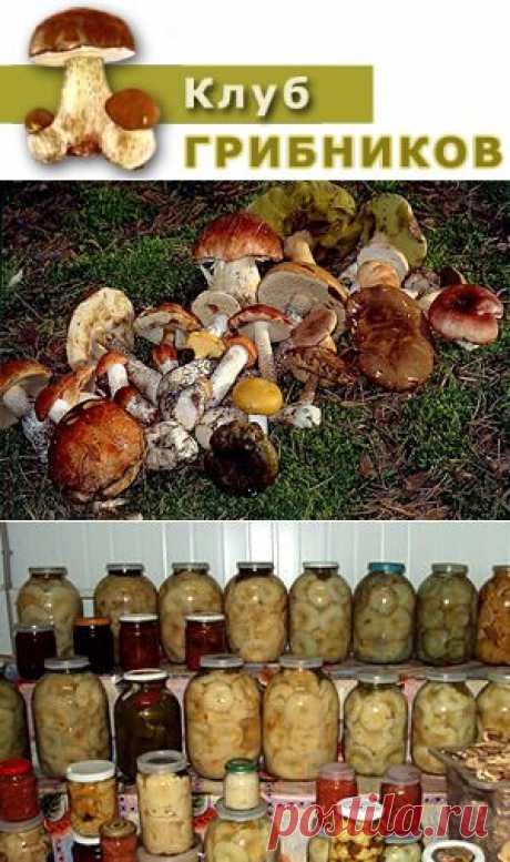 Соленые грибы - засолка, рецепты | Способы засолки грибов | Грибы соленые - хранение