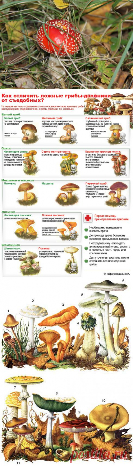Ядовитые грибы России: Как определить ядовитый гриб, как отличить съедобный гриб (КАРТИНКИ, ФОТО)