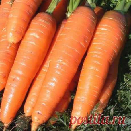 Сорта моркови, в которые я просто влюбилась, они всегда дают крупный урожай и хорошо хранятся | Моя успешная дача | Яндекс Дзен