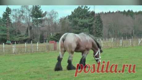 В этом видео мы расскажем про одну из сильнейших пород лошадей. Они мускулисты, выносливы и могут таскать тяжелейшие грузы, не доступные на подъем…