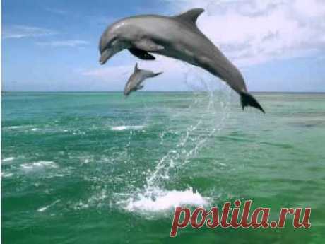 Песни дельфинов