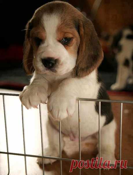 Temperament and Personality of Beagles | Annie Many