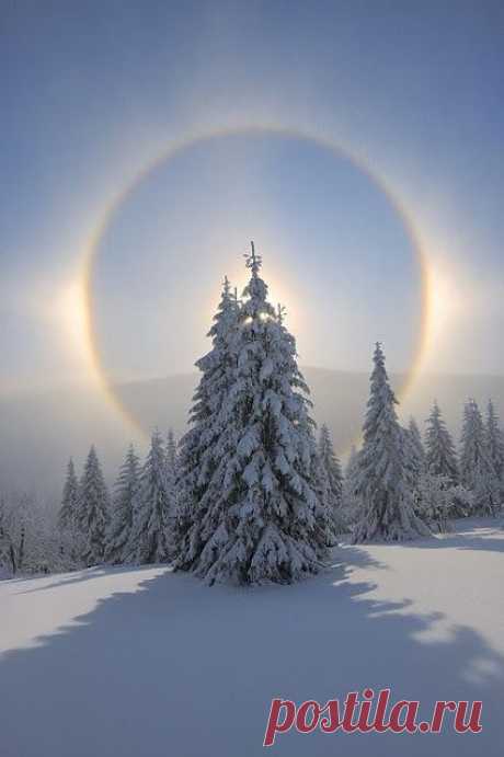 ♦ Гало и заснеженные деревья, Fichtelberg, Рудные горы, Саксония, Германия