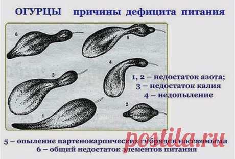 О ЧЕМ ГОВОРЯТ ВАШИ ОГУРЦЫ
Маленькая памятка, которая поможет понять, чего именно не хватает вашим огурчикам.