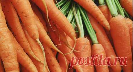 Лучшие из лучших сорта моркови, которые обязательно должны быть на грядке в следующем году | Записки огородницы | Яндекс Дзен