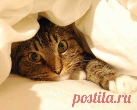 Утро воскресенья - то самое время, когда совсем не хочется вылезать из под одеяла.