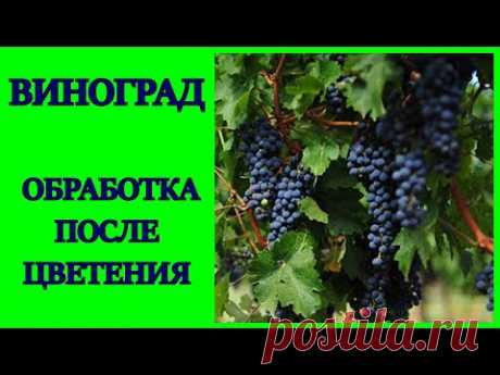 ВИНОГРАД 2020.ОБЯЗАТЕЛЬНАЯ ОБРАБОТКА ВИНОГРАДА ПОСЛЕ ЦВЕТЕНИЯ.УХОД ЗА ВИНОГРАДОМ.ВИНОГРАД В ТЕПЛИЦЕ.