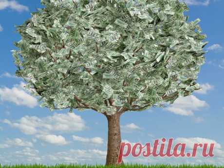 Долларовое дерево: растим богатство своими руками