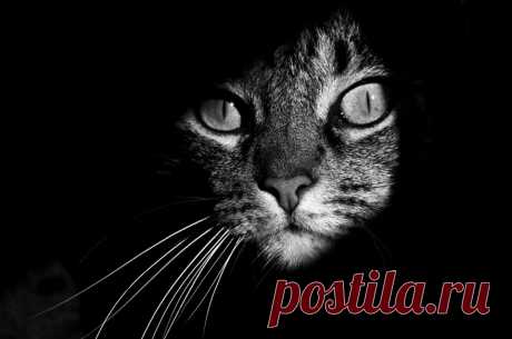 Таинственная кошачья жизнь в чёрно-белых фотографиях
