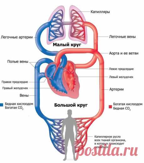 КАКАЯ вязкость КРОВИ, такая и ЖИЗНЬ