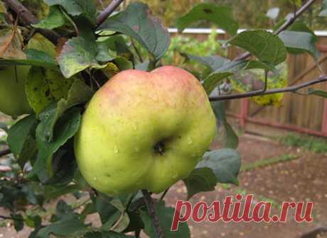 Сорт яблони Богатырь: фото, отзывы, описание, характеристики.