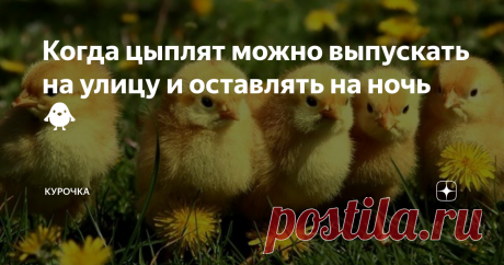 Когда цыплят можно выпускать на улицу и оставлять на ночь 🐥 Добрый день, опытные и начинающие птицеводы! Когда цыплят можно выпускать на улицу и оставлять на ночь в курятнике? Уход за цыплятами включает в себя и обеспечение для них места для выгула, потому что свежий воздух полезен для их здоровья. К тому же на выгуле молодняк сможет поклевать свежую траву, найти себе червячков или насекомых. В результате будут экономиться корма, а цыплята получат дополнительные питательн...