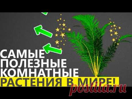 Самые Полезные Комнатные РАСТЕНИЯ в мире!