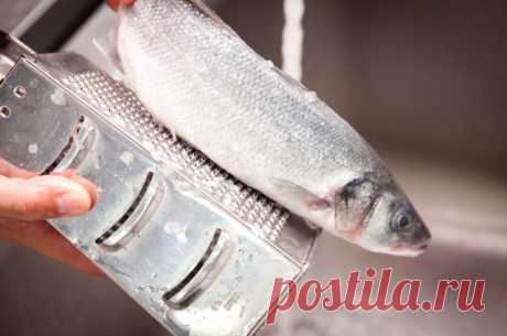 Способ очистки рыбы от чешуи! — Полезные советы
