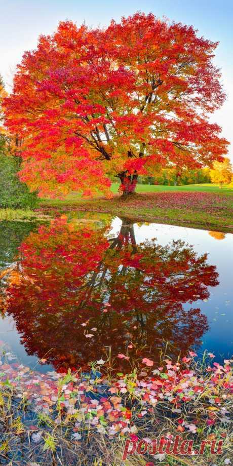 ✯ Maple Reflections | Nature's Beauty