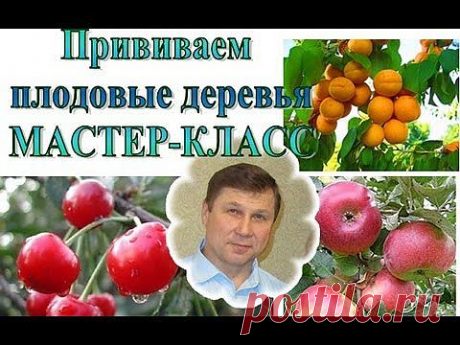 ▶ ПРИВИВКА плодовых деревьев, МАСТЕР-КЛАСС + советы - YouTube