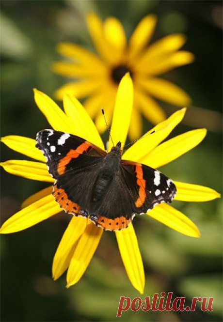 Red Admiral Butterfly &amp; Rudbeckia Flower • photo: Brian Haslam / Адмирал распространен в Европе, Азии и Северной Африке. В Европе мигрирует на большие расстояния