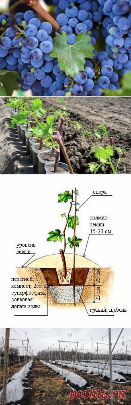 Как вырастить виноград: посадка, размножение, уход, подкормка