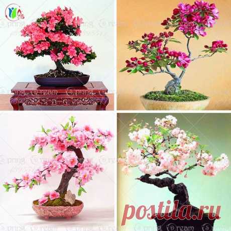 0pcs/lot japanese sakura seeds ,bonsai flower Cherry Blossoms free shipping ornamental-plant #&gt;=#&gt;=#&gt;=#&gt;=#&gt; Click on the pin to check out discount price, color, size, shipping, etc. / Источник:
  alipromo.com  |  Pinterest