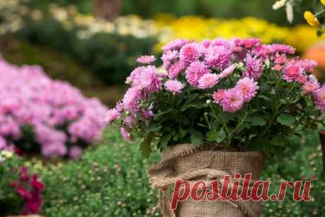 Выращивание хризантем на продажу, или Цветы как бизнес