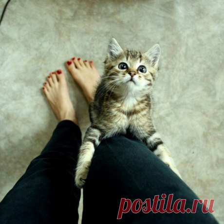 Утро начинается не с кофе, а с кормежки голодного кота!