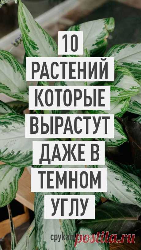 10 комнатных растений, которые вырастут даже в самом темном углу - Упражнения и похудение