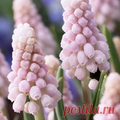 Grape Hyacinth - Поиск в Google