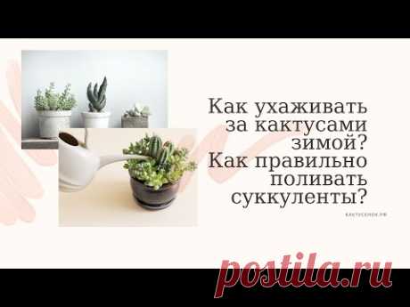 Как ухаживать за кактусами зимой? Как правильно поливать суккуленты?