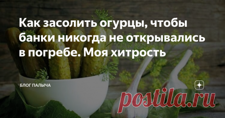 Как засолить огурцы, чтобы банки никогда не открывались в погребе. Моя хитрость Засолка огурцов – не такое простое дело, как кажется. Иногда банки взрываются и труд хозяйки пропадает даром. Ниже я расскажу о тех хитростях, которые применяются мной при консервировании.
